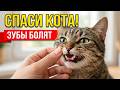 Как спасти зубы кота? Уход, чистка и всё об удалении зубов