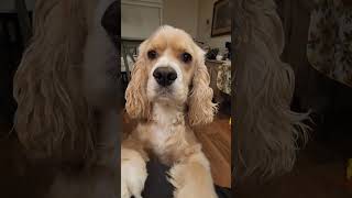Dog Wating for food 😋 #cockerspaniel #dogs #shorts