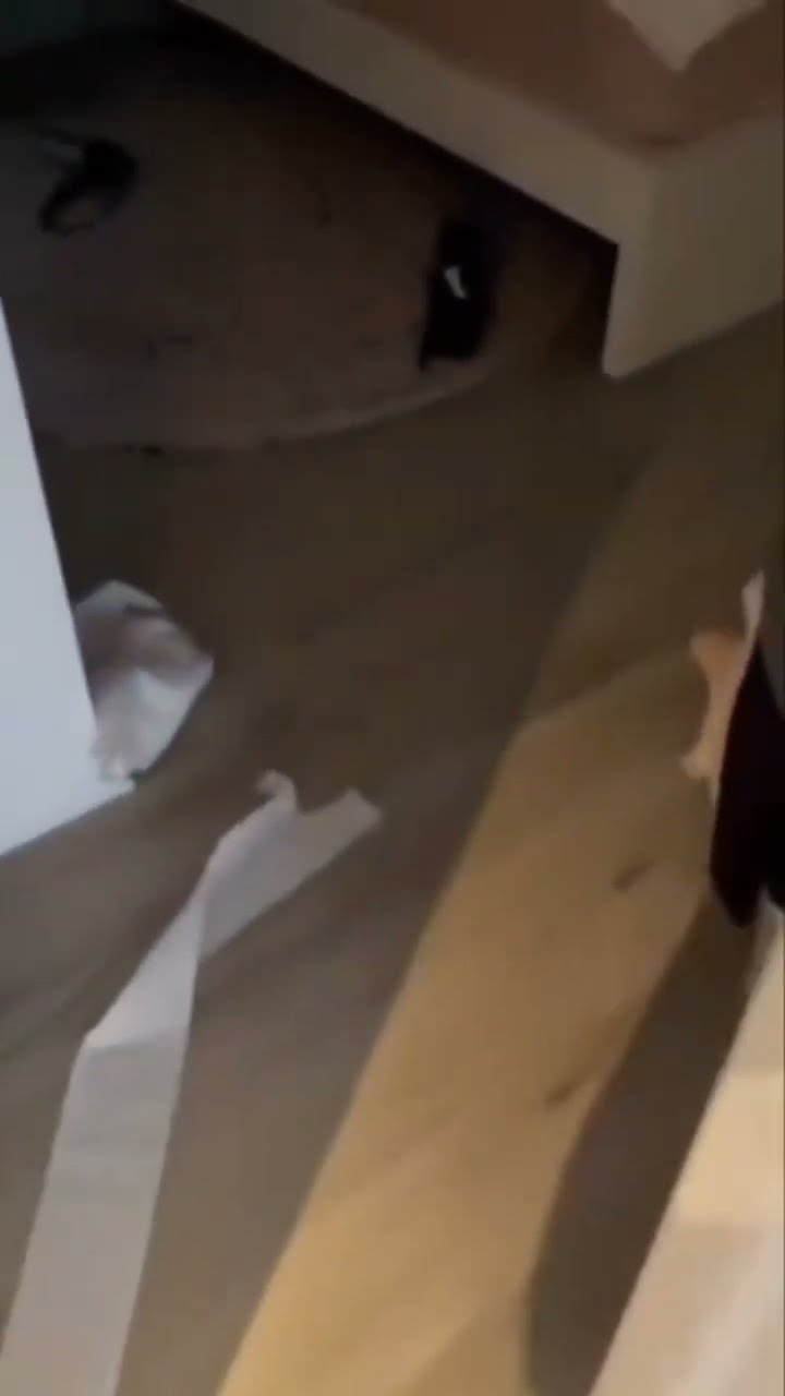 Funny  cat