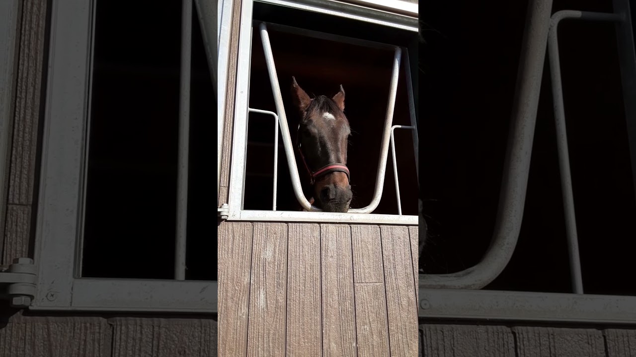 コパノリチャード ご褒美ニンジンタイム 2021.12.10 YouTube