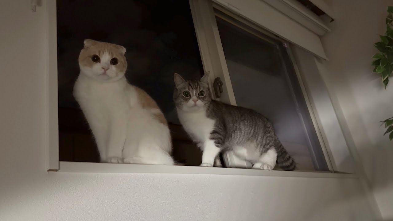 猫たちが深夜の1時まで夜更かしして寝てくれないので困ってます…笑