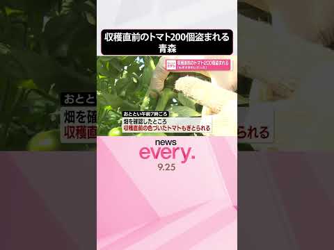 【窃盗事件】収穫直前のトマト200個盗まれる ｢もぎ方きれいだった」青森･深浦町  #shorts