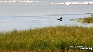 Mississippi River Flyway Cam. Northern Harrier - explore.org 10-12-2021