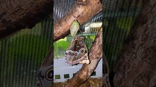 Blue Morpho Hatching