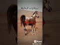 انسا ونسا ضكراك و لقكه بحلامي