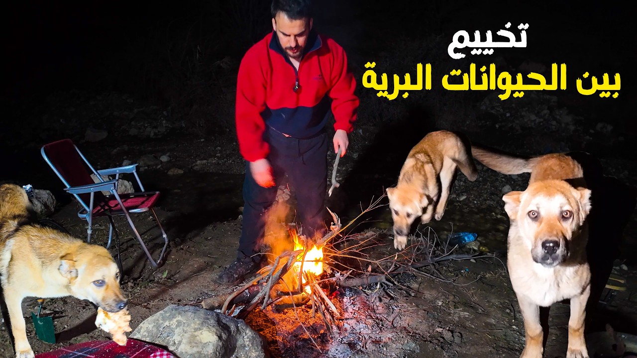 سفرة وجولة في غابات ابقاء مع كلاب الجائعة حياة البرية في كوردستان العراق  Camping in Kurdistan