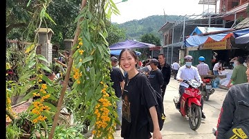 Phong Lan rực rỡ ở chợ Bắc Hà | brilliant flowers in Bac Ha
