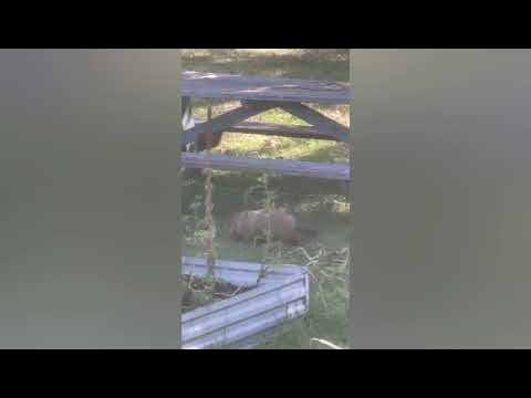 Just Missed Him! Groundhog Hunting - YouTube