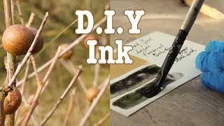 Foraging Oak Galls and Making Ink