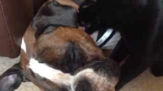 Izzy cat cleaning samson the boxer dog and he's loving it!