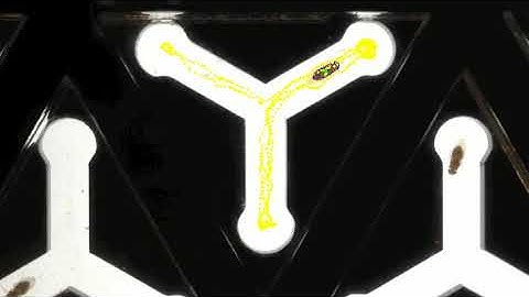 Tracking flies in a Y-maze