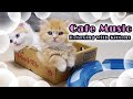 朝カフェBGM -子猫と爽やかなボサノバ -癒しと作業用BGMに relaxing Bossa nova