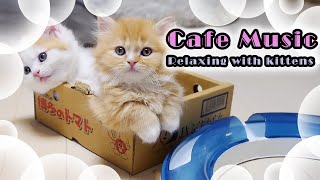 朝カフェBGM -子猫と爽やかなボサノバ -癒しと作業用BGMに relaxing Bossa nova