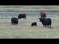160 cows calf pairs 90+ black and bwf pairs and 70+ red angus pairs