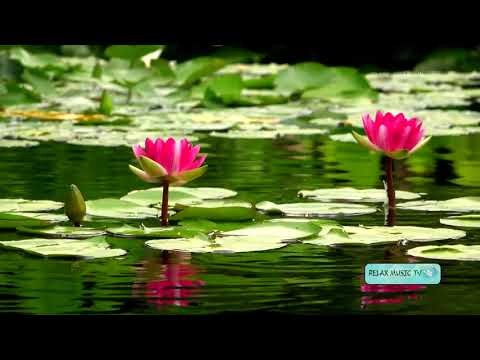 Soothing Music with water effects . Relax and meditate with Lotus and water sound and videos