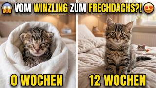 Entwicklung Eines Katzenbabys 0-12 Wochen