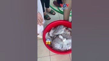 “Bắt quả tang” bếp ăn trường tiểu học ở Hà Nội nhập cá ươn, thịt ôi, nhớt    #vovgiaothong #fm91