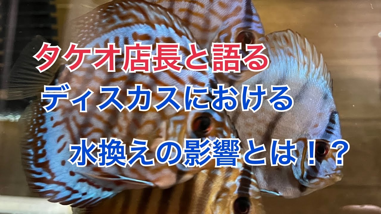 ディスカスにおける水換えの影響とは⁉︎