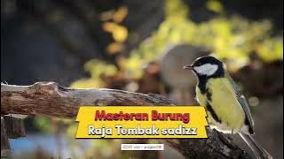 Masteran Burung Tembakan #masteranburung #kicaumania