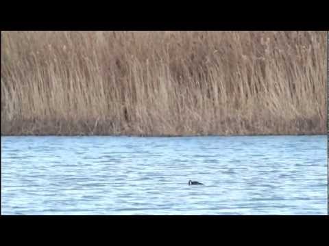 Video: Falco magnifico: caccia all'uccello