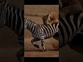 This Lioness Picked the Wrong Zebra