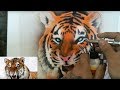 How to Airbrush a Tiger