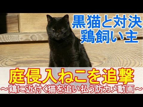 猫から鳥を守る！【実践】うちの猫と庭で効果を実感した5つの方法