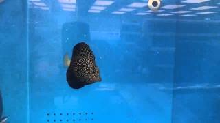 Tmc Bristol Gem Tang Zebrasoma Gemmatum