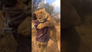 🦁 Lion loves humans 💗 | love between animals & humans | tiktok videos #Shorts