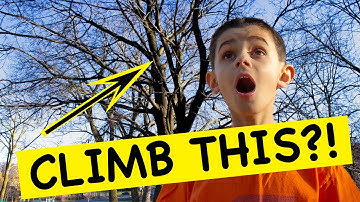 TREE CLIMBING BASICS FOR KIDS - How to Climb a Tree for Beginners!