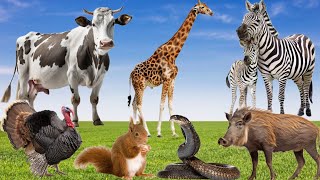 Learning Animal Sounds - Giraffe, Zebra, Snake, Squirrel, Cow, Boar, Turkey - Cute Animals