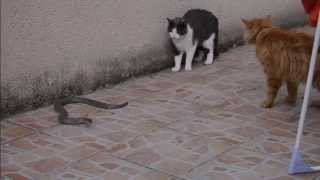 Mes deux chats contre un gros serpent.