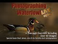 Photographing Waterfowl