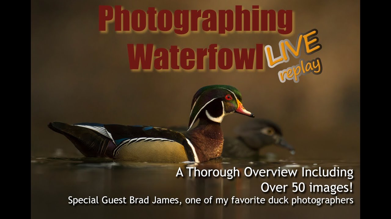 Photographing Waterfowl YouTube
