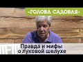 Голова садовая - Правда и мифы о луковой шелухе