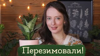 Перезимовали #2 | Masherisha