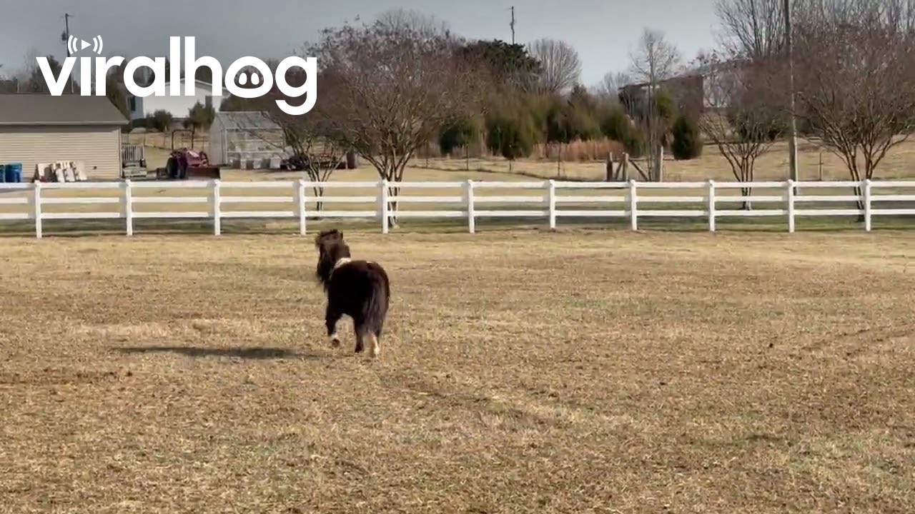 Miniature Horse Gets Comically Spooked || ViralHog