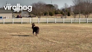 Miniature Horse Gets Comically Spooked Viralhog