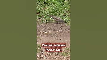 Perkutut Takluk Dengan Pulut Lidi @Bambang Channel (BCL)