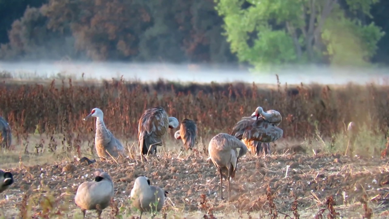 Sandhill Cranes back in Northern California YouTube