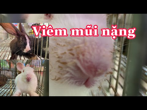 Video: Chảy Nước Mũi ở Thỏ