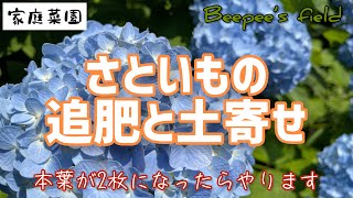 里芋1回目の追肥やっていきます♪梅雨入れ前が大事なのです♪それよりも大事な作業が1番大変…【家庭菜園】#家庭菜園 　#里芋　#追肥