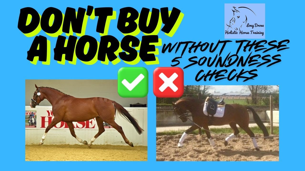 5 Essential Soundness Checks Every Horse Buyer NeedsTo Know YouTube