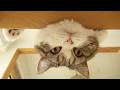 まるさんの思い出9。-Memories of Maru 9.-