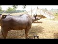 Horse and buffalo Meeting fast time video