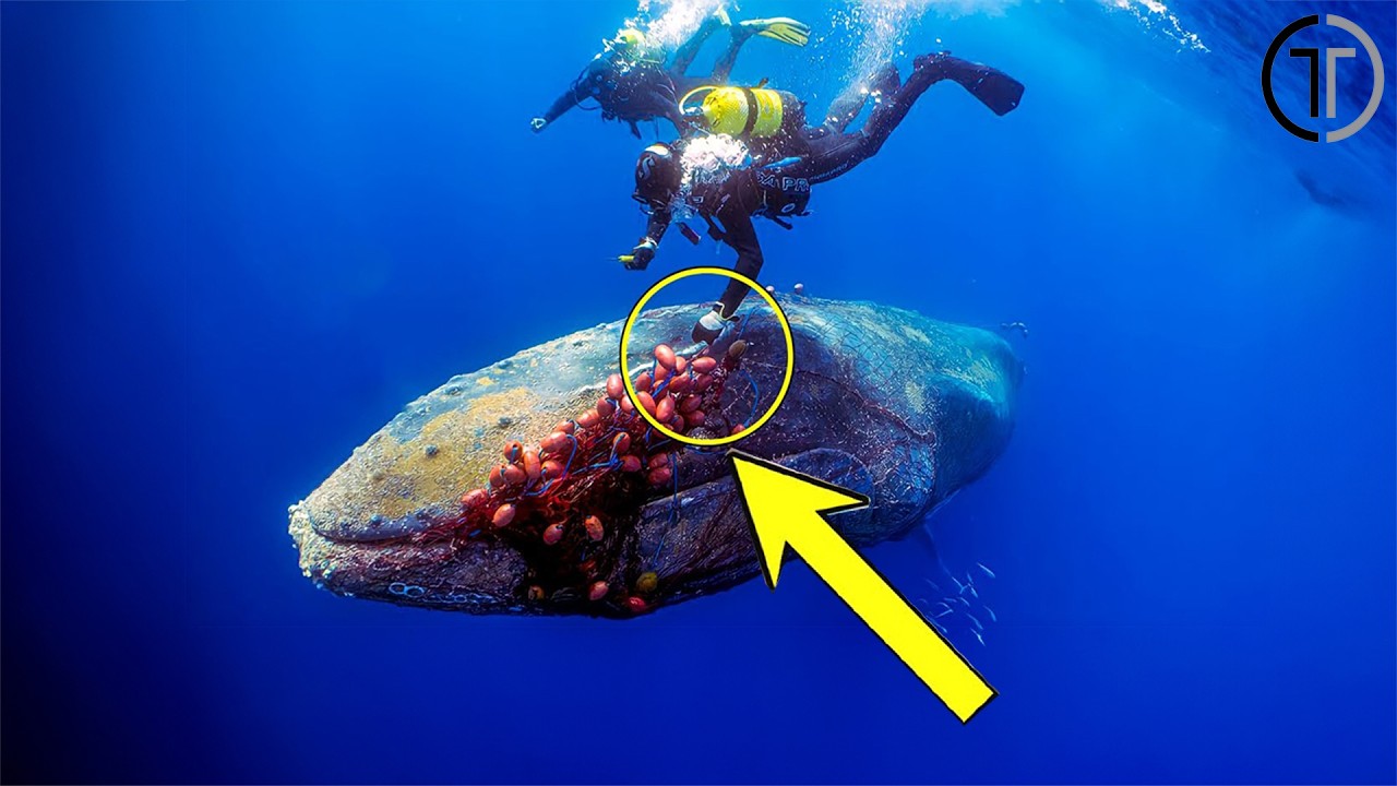 Divers Save a Trapped Whale... What Happened Next Will Melt Your Heart