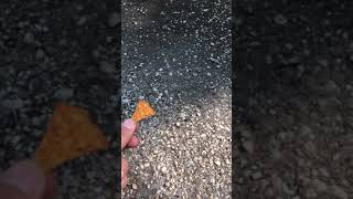 Squirrels eat Doritos