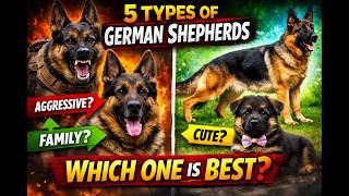 5 Types of German Shepherds (Dont Pick the WRONG One…)