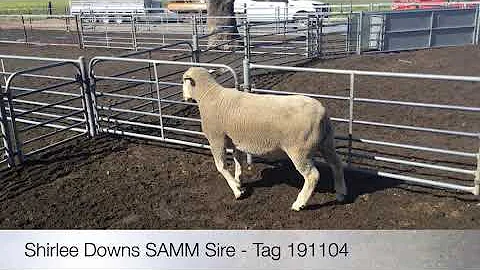Shirlee Downs SAMM - lot 24