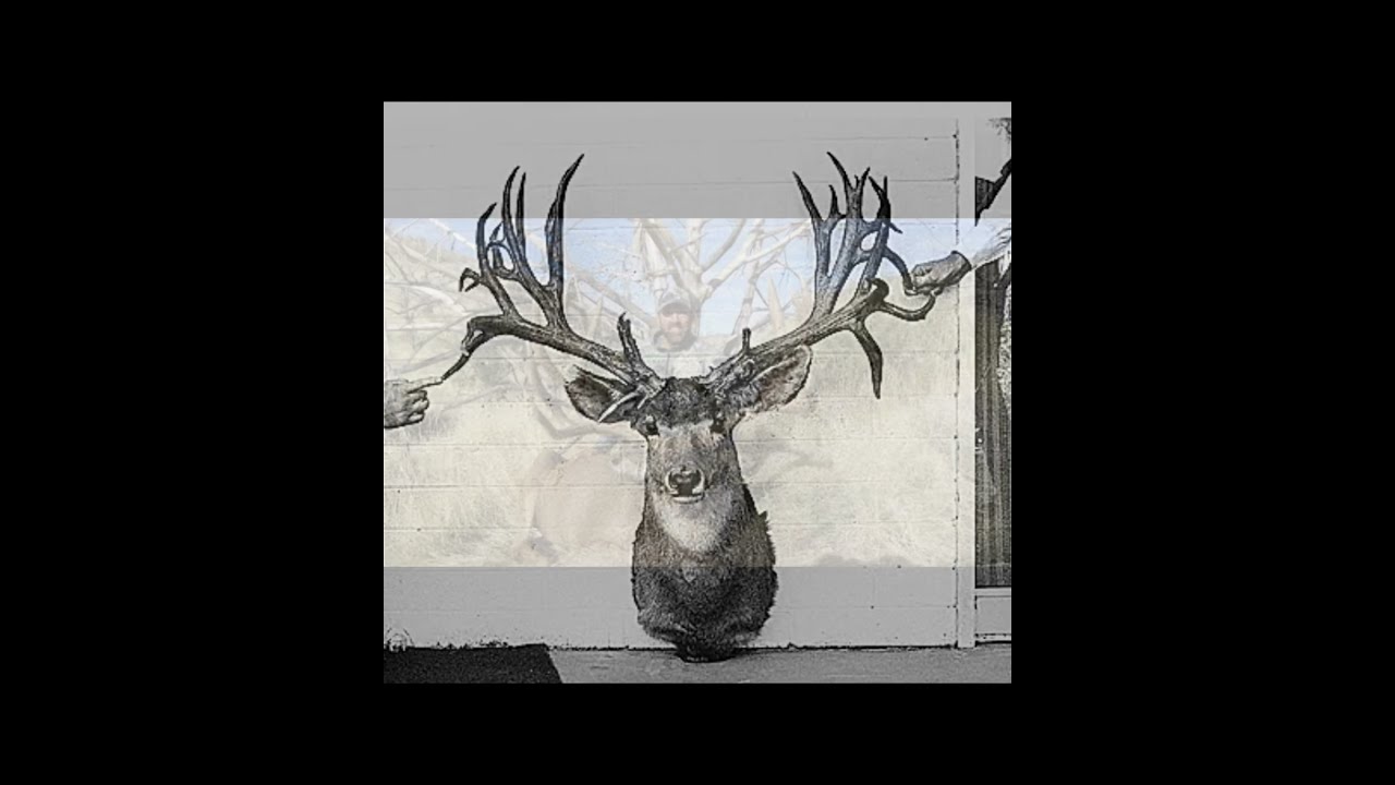 Biggest Mule Deer Killed In AZ Hunting Muledeer Bigbucks